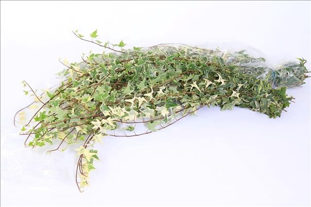 Hedera Rank White/green