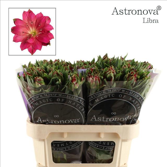Alstr Astro Libra 70cm 75gram