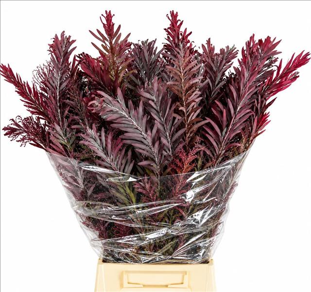 Acacia Decurrens Pb 70cm 200gram