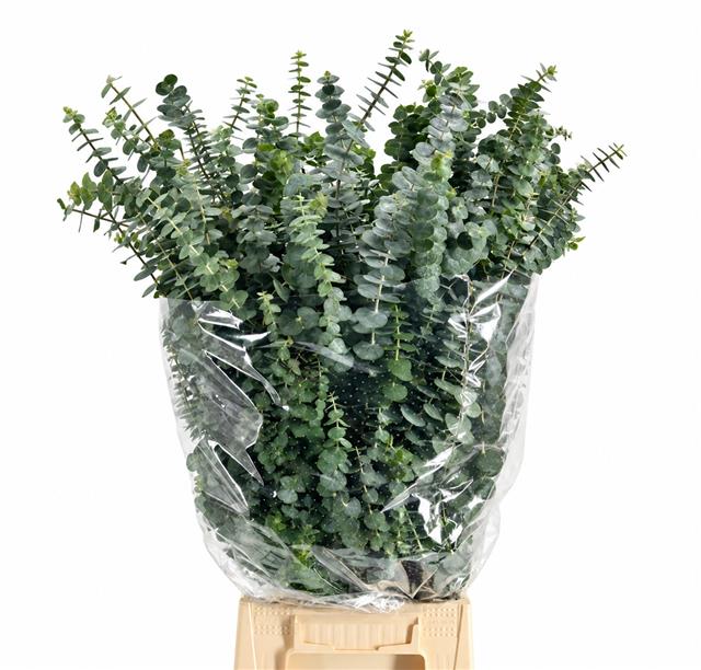 Eucalyptus Baby Blue Per Bunch 70cm 300gram