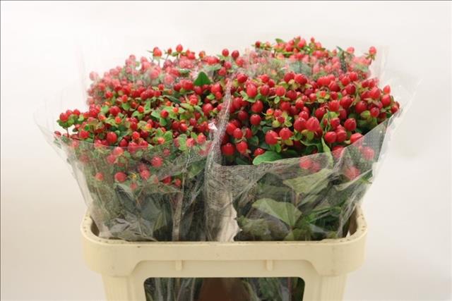 Hypericum Triumph 70cm