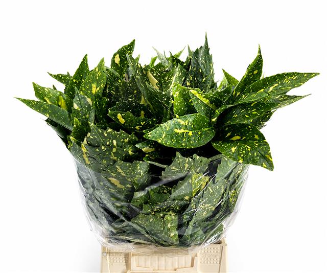 Aucuba Japonica Bs