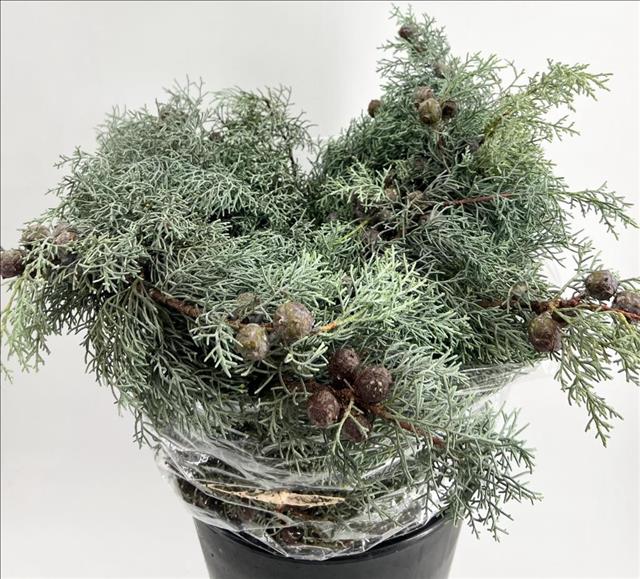 Cupres Arizonica 65cm