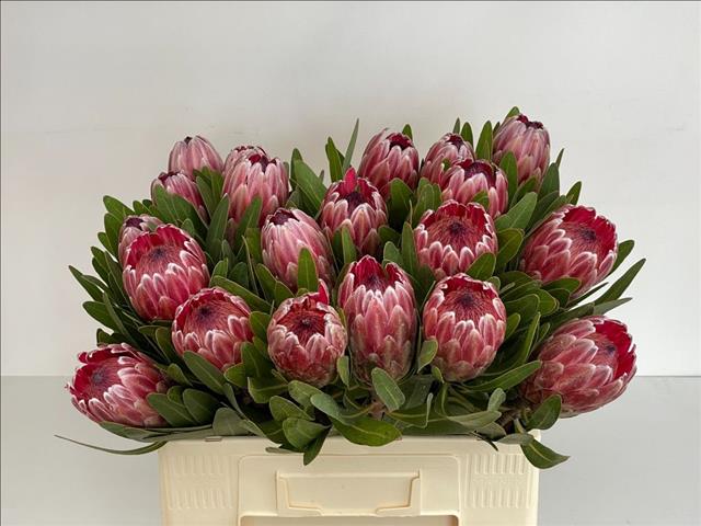 Protea Pink Ice 60cm