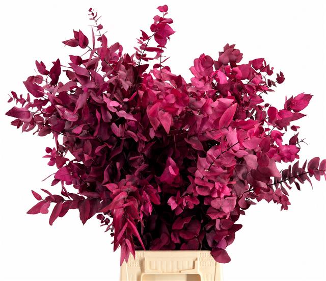 Euc. Stuart Preserved Cerise
