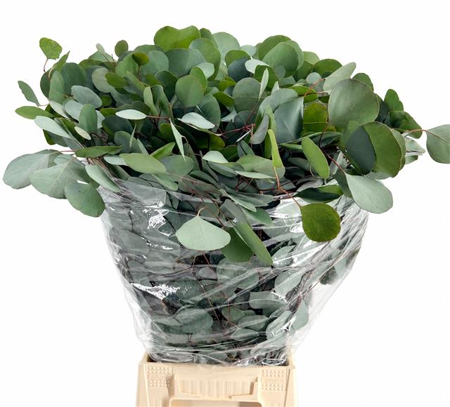 Eucalyptus Populus Flowering 70cm 300gram
