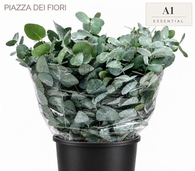 Eucalyptus Cinerea 50cm