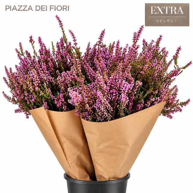 Erica 55cm