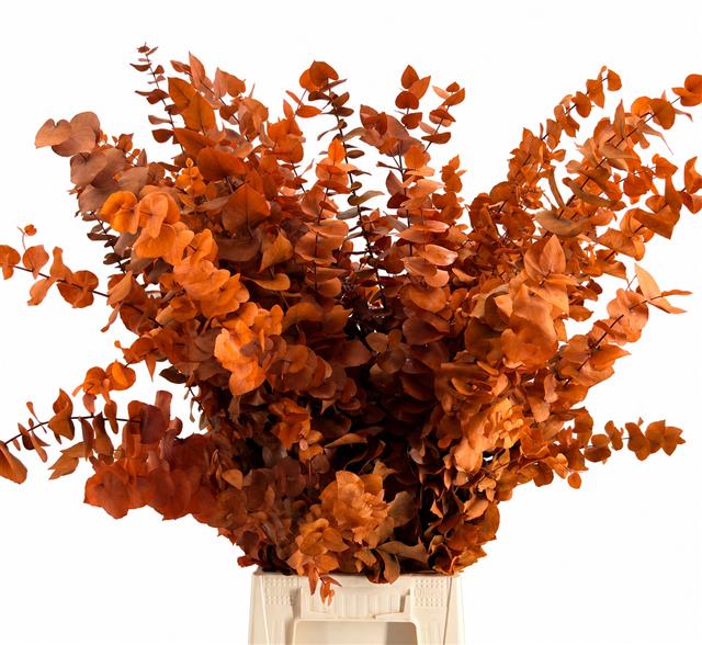 Euc. Stuart Preserved Oranje