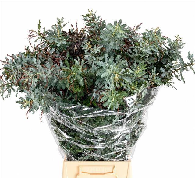 Acacia Baleana Pb 70cm 200gram