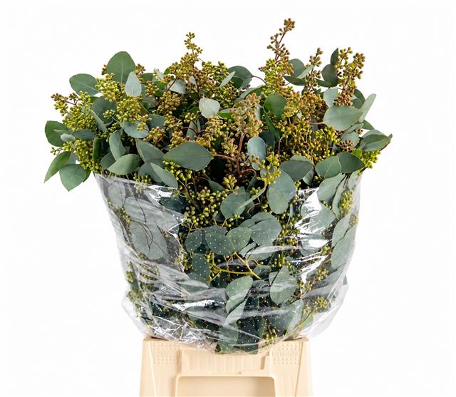Eucalyptus Populus Bunch 60cm 200gram
