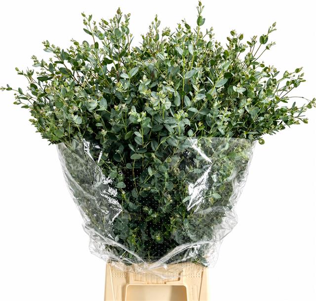 Eucalyptus Gunnii 70cm 200gram