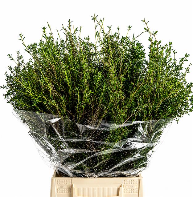 Euphorbia Spinosa 60cm 300gram