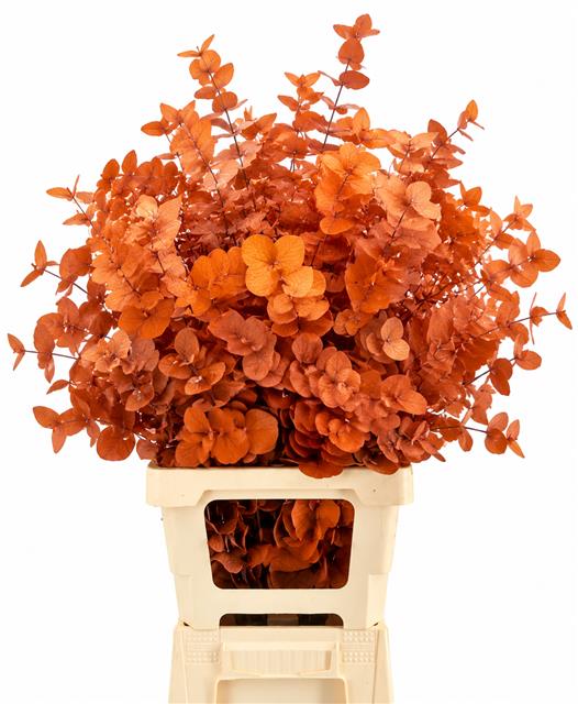 Euc. Cinerea Preserved Orange