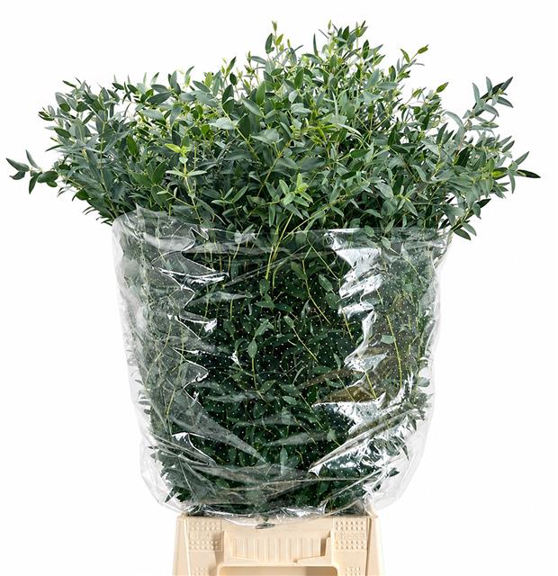 Euc Parvifolia P Bs