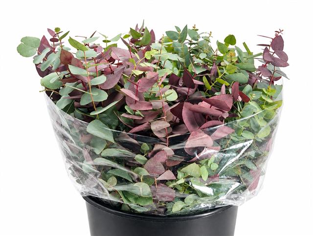Eucalyptus Leaves Bnch 50cm 200gram