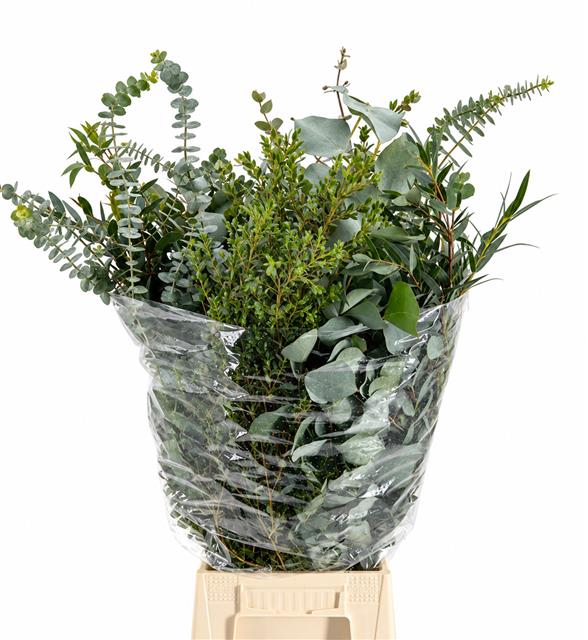 Eucalyptus Bnch Mixed 70cm 200gram
