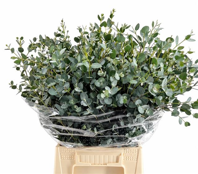 Eucalyptus Gunnii 50cm 150gram