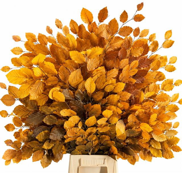 Faggio Preserved Yellow (beech,beuk)