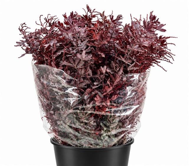 Decoration Greens Painted 70cm 200gram