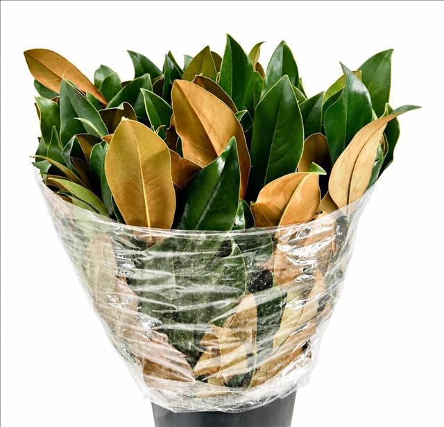 Magnolia Green