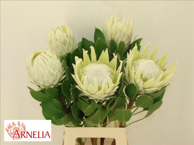Protea Cy Arctic Ice 70cm