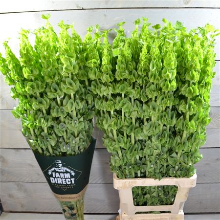 Molucella Esulema 90cm