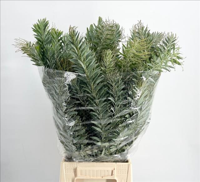 Acacia Decurrens Pb 100cm 400gram