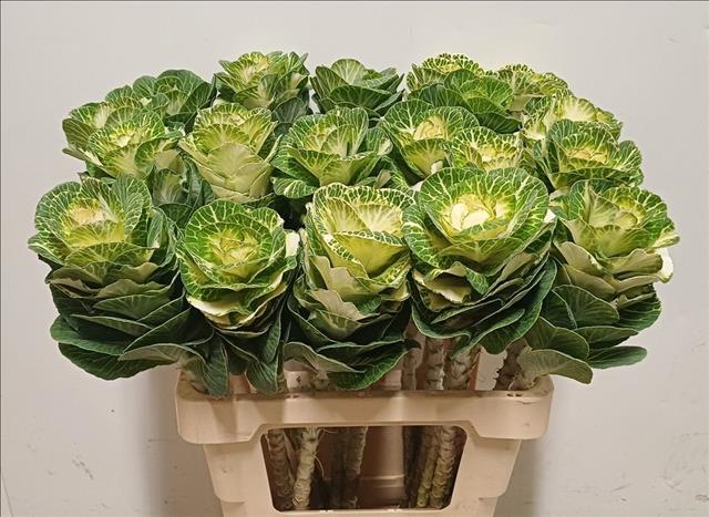 Brassica White Crane 60cm