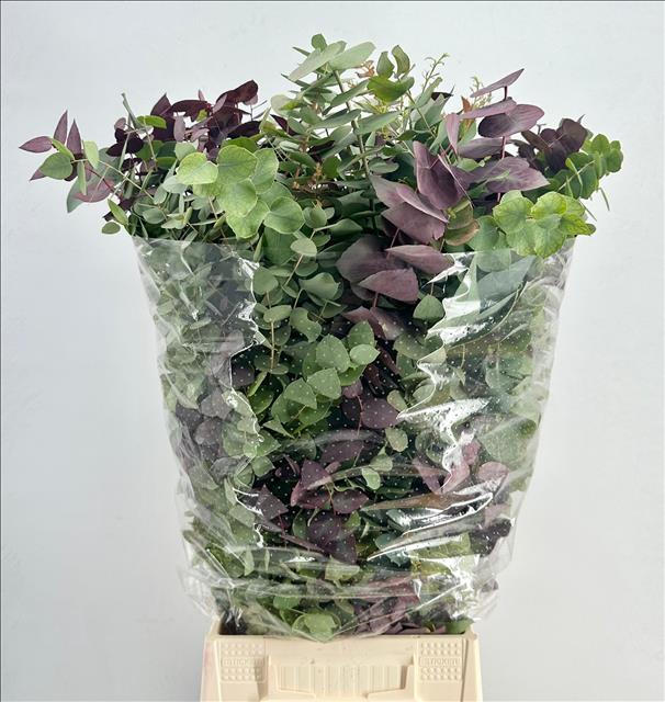 Eucalyptus Leaves Bnch 70cm 200gram