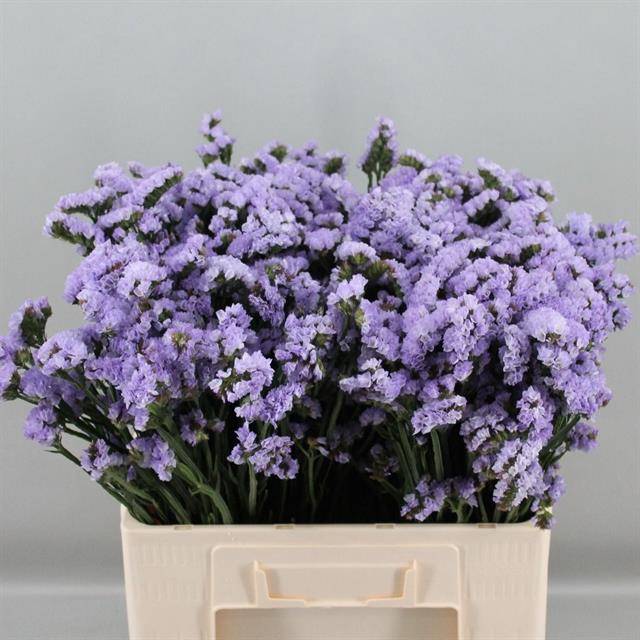Limonium St Donau Birds 60cm 14gram