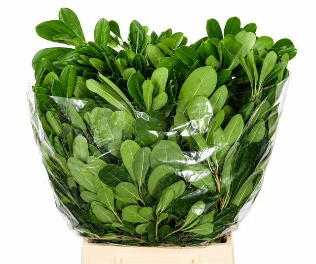 Pittosporum Bs