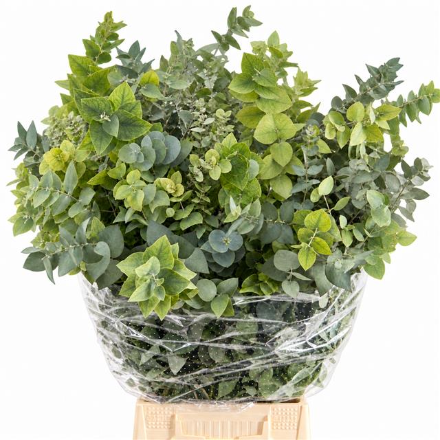 Eucalyptus Leaves Bnch 70cm 200gram