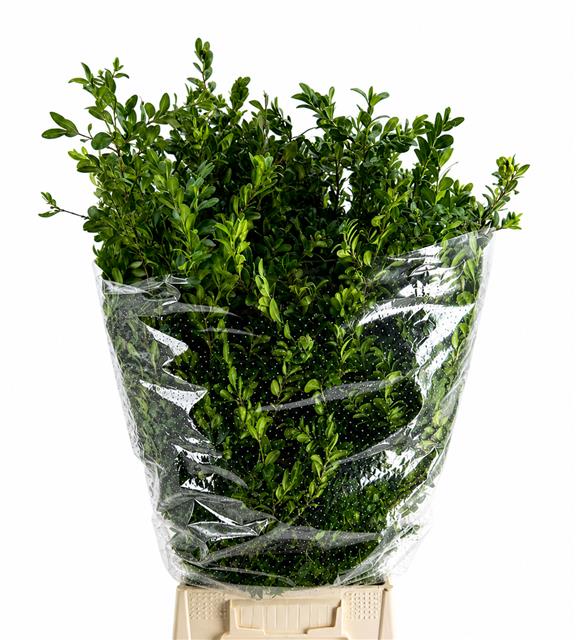 Buxus Semp Bs