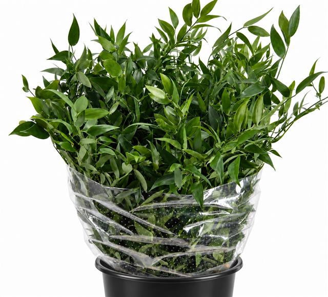 Ruscus Aculeatus Bunch 100gram
