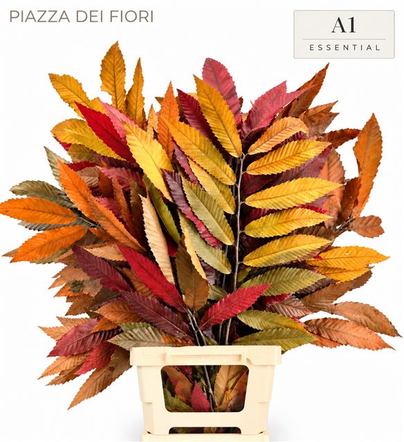 Castanea Sativa Painted 70cm 150gram