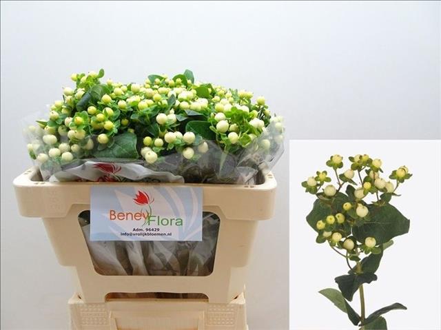 Hypericum Snowprince 50cm