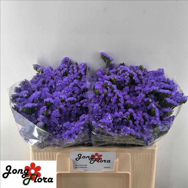 Limonium St Pippa Wings 50cm 20gram