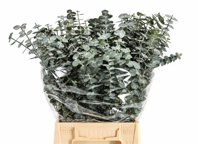 Eucalyptus Baby Blue Per Bunch 50cm 150gram