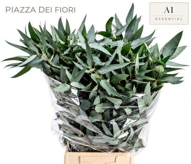 Eucalyptus Leaves Bnch 60cm 200gram