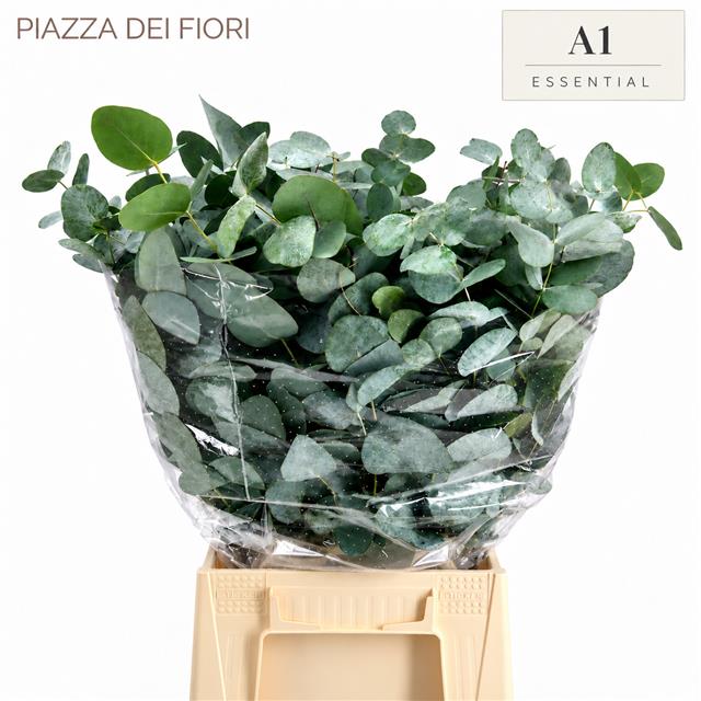 Eucalyptus Cinerea 50cm 200gram