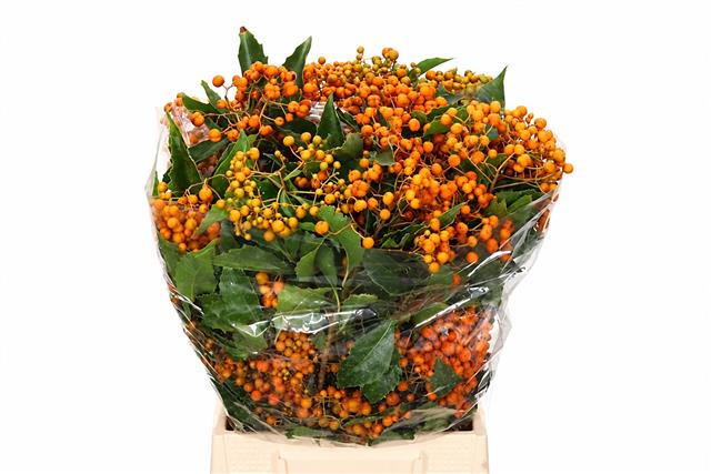 Pittosporum Bs