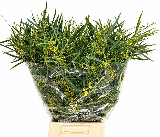 Acacia Decurrens Pb 60cm 200gram
