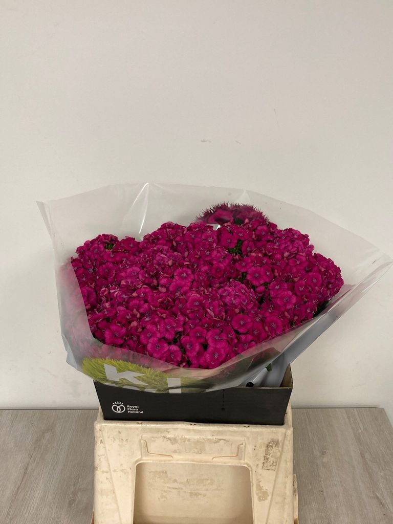 Di Barb Kiwi Fuchsia