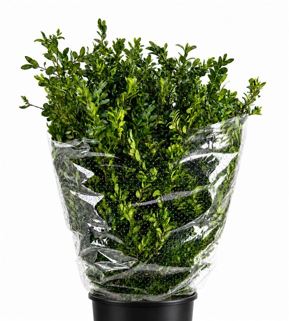 Buxus Semp Bs