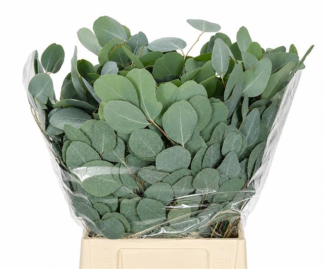 Euc Populifolia Pb