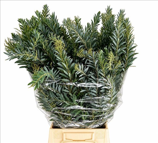 Acacia Decurrens Pb 70cm 200gram
