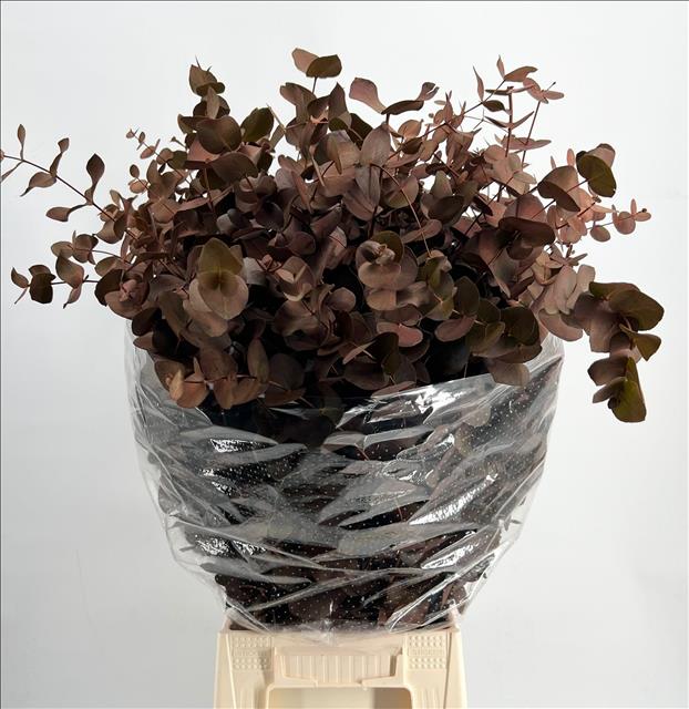 Eucalyptus Painted 70cm 200gram