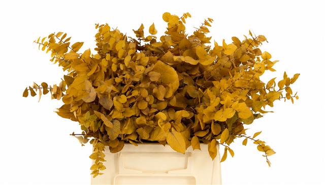 Eucalyptus Leaves Bnch 50cm 100gram