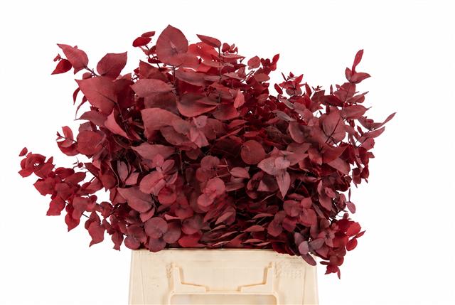 Euc. Stuart Preserved Red Short